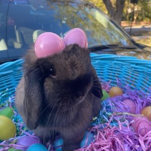 Meet your Posher, Frank